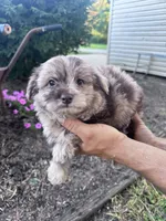 Minnie, a female Chipoo for sale in Hopkinsville, KY – 2 of 4
