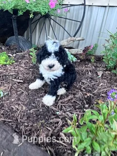 Socks – Sheepadoodle puppy for sale in Hopkinsville, KY