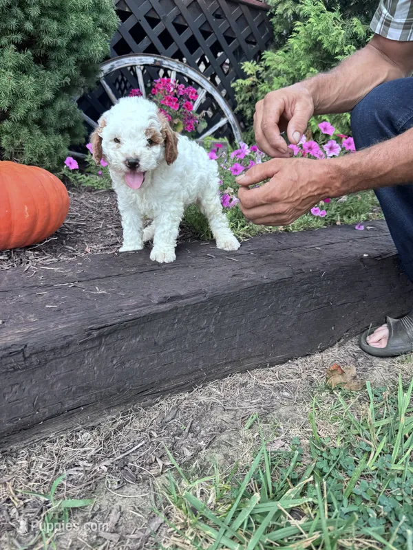 Charlie – Poodle - Miniature  puppy for sale in Hopkinsville, KY