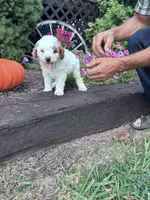 Charlie, a male Poodle - Miniature  for sale in Hopkinsville, KY – 1 of 4
