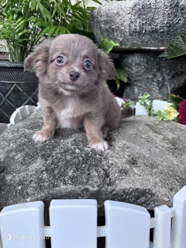 Peanut  – Chihuahua puppy for sale in Hopkinsville, KY