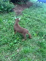 Jase, a male Doberman Pinscher for sale in Hopkinsville, KY – 4 of 5