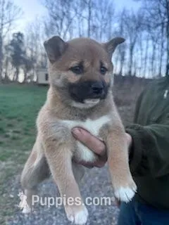 Suzie – Shiba Inu puppy for sale in Hopkinsville, KY
