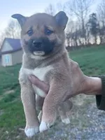 Suzie, a female Shiba Inu for sale in Hopkinsville, KY – Photo 4 of 4