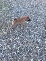 Suzie, a female Shiba Inu for sale in Hopkinsville, KY – Photo 2 of 4