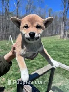 Suzie – Shiba Inu puppy on hold in Hopkinsville, KY