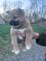 Suzie, a female Shiba Inu for sale in Hopkinsville, KY – Photo 3 of 4