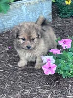 Cookie, a male Shihpoo for sale in Hopkinsville, KY – 2 of 5