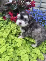 Raffy, a male Havanese for sale in Hopkinsville, KY – 2 of 6