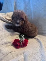 Sammy, a male Poodle - Miniature  for sale in Hopkinsville, KY – Photo 2 of 4