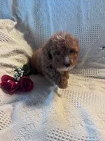 Sammy, a male Poodle - Miniature  for sale in Hopkinsville, KY – Photo 4 of 4