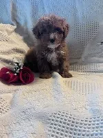 Sammy, a male Poodle - Miniature  for sale in Hopkinsville, KY – Photo 1 of 4