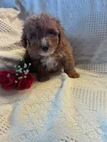 Sammy, a male Poodle - Miniature  for sale in Hopkinsville, KY – Photo 3 of 4