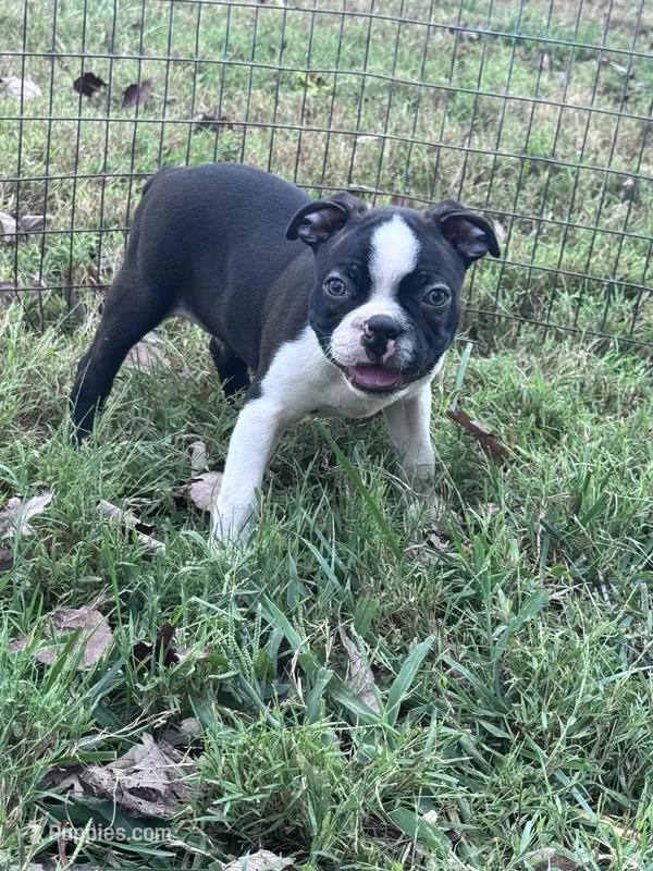 Pablo – Boston Terrier puppy for sale in Hopkinsville, KY