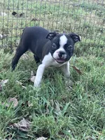 Pablo, a male Boston Terrier for sale in Hopkinsville, KY – 1 of 6
