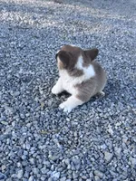Winnie, a female Pembroke Welsh Corgi for sale in Hopkinsville, KY – 5 of 6