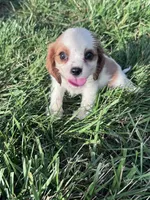 Max, a male Cavalier King Charles Spaniel for sale in Hopkinsville, KY – 2 of 5