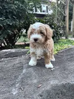 Charlie, a male Havapoo for sale in Hopkinsville, KY – 2 of 6