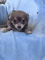 Nugget, a male Chihuahua for sale in Hopkinsville, KY – 4 of 5