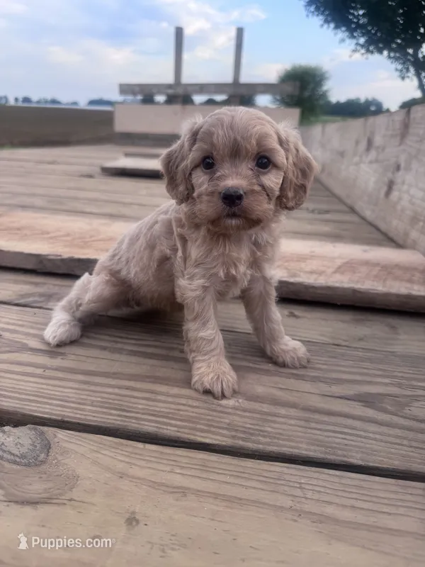 Muffin – Cavapoo puppy for sale in Hopkinsville, KY