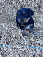 Yogi, a male Yorkshire Terrier for sale in Hopkinsville, KY – 5 of 7