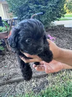 Pepper, a female Chipoo for sale in Hopkinsville, KY – 2 of 4
