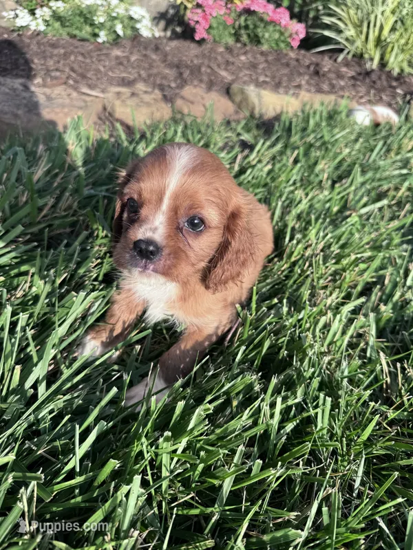 Copper – Cavalier King Charles Spaniel puppy for sale in Hopkinsville, KY