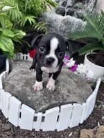 Baxter, a male Boston Terrier for sale in Hopkinsville, KY – 2 of 5