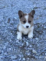 Cookie, a female Pembroke Welsh Corgi for sale in Hopkinsville, KY – 6 of 6