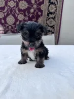 Max, a male Yorkshire Terrier for sale in Hopkinsville, KY – 2 of 6