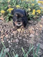 Yogi, a male Yorkshire Terrier for sale in Hopkinsville, KY – 4 of 6