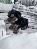 Ziggy, a male Yorkshire Terrier for sale in Hopkinsville, KY – 6 of 8
