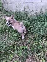 Honey, a female Pembroke Welsh Corgi for sale in Hopkinsville, KY – 3 of 5