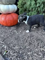 Sally, a female Boston Terrier for sale in Hopkinsville, KY – 3 of 3