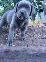 Lucy, a female Cane Corso for sale in Hopkinsville, KY – 4 of 5