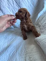 processed/8776a259-722b-4492-bcc8-97f70ed4d883/listing/7fead720-c35b-47aa-9ff5-c65d9ec00c7c/7b101e32-b6c5-4d04-9bbe-36257b0f9b17