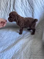 processed/8776a259-722b-4492-bcc8-97f70ed4d883/listing/7fead720-c35b-47aa-9ff5-c65d9ec00c7c/f141e0bb-6a26-46ee-8eed-9f3bf17639fd