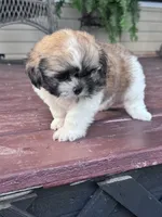 Suzie, a female Shih Tzu for sale in Hopkinsville, KY – 4 of 5