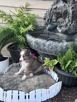 Shelby , a female Shetland Sheepdog for sale in Hopkinsville, KY – 2 of 4