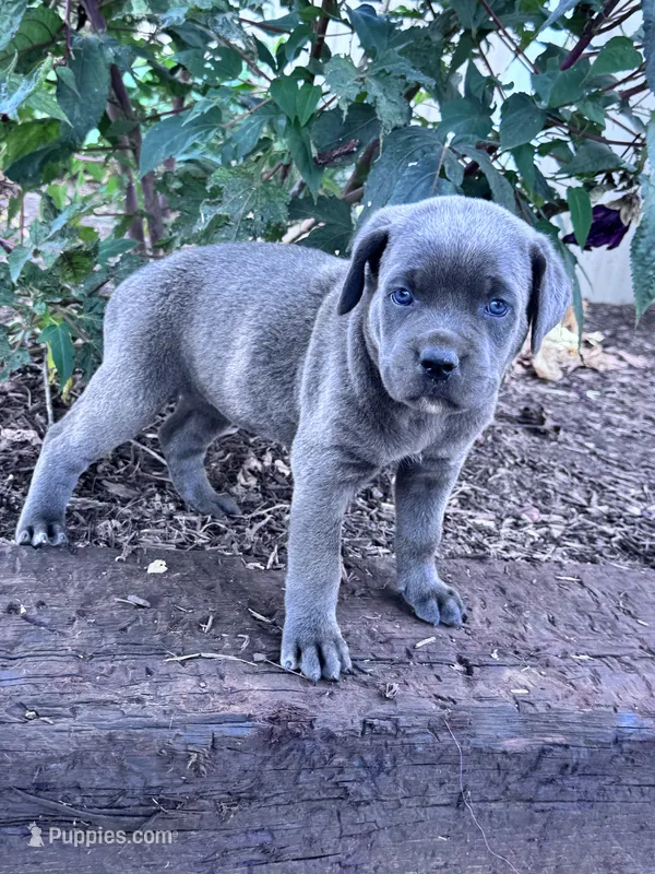 Luna – Cane Corso puppy for sale in Hopkinsville, KY