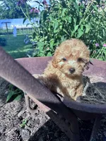 Skippy skip, a male Chipoo for sale in Hopkinsville, KY – 5 of 5