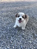 Winston, a male Pembroke Welsh Corgi for sale in Hopkinsville, KY – 6 of 6