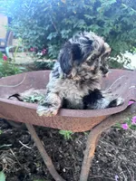 Patches, a female Chipoo for sale in Hopkinsville, KY – 5 of 5