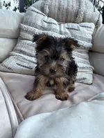 Bear, a male Yorkshire Terrier for sale in Hopkinsville, KY – 6 of 9