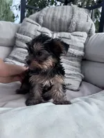 Ziggy, a male Yorkshire Terrier for sale in Hopkinsville, KY – 4 of 8
