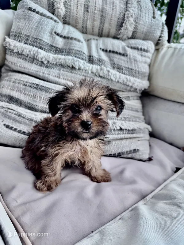 Daisy Mae – Yorkshire Terrier puppy for sale in Hopkinsville, KY
