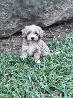 Charlie, a male Havapoo for sale in Hopkinsville, KY – 1 of 6