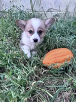 Brownie, a male Pembroke Welsh Corgi for sale in Hopkinsville, KY – 4 of 6