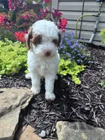 Max, a male Poodle - Miniature  for sale in Hopkinsville, KY – 3 of 7