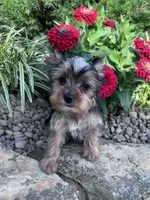 Peanut, a male Yorkshire Terrier for sale in Hopkinsville, KY – 5 of 8